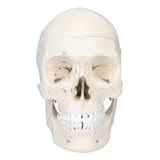 Modelo De Cráneo Anatómico Humano Adulto Multipropósito De T