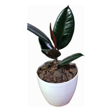 Ficus Elastica -gomero-