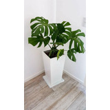 Maceta Piramidal 30x60 Fibra De Vidrio + Monstera Deliciosa