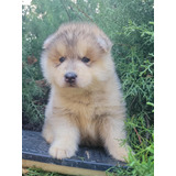 Hermosos Alaskan Malamute De Pelo Largo