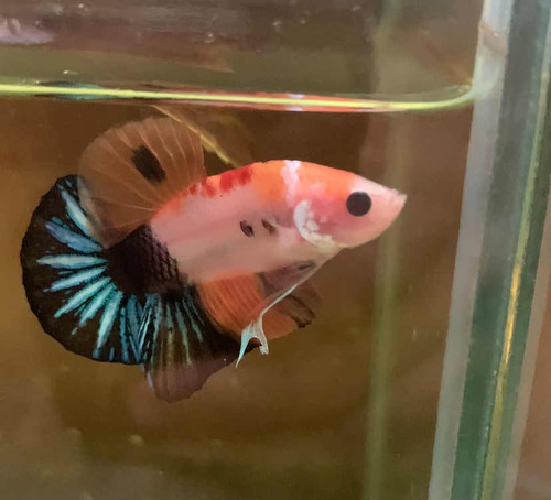 Peixe Betta Koi Nemo Ohm