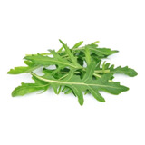 Semillas Arúgula Tipo Wild Roquette 1 Gramo Hidroponía Pl