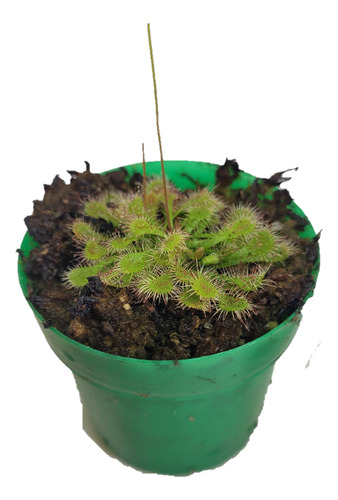 Planta Carnivora Drosera Spatulata