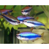 Tetra Puxa Puxa (inpaichthys Kerri) Pact C/5