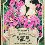 Pack Semillas Planta De La Moneda - Lunaria X 30 Semillas