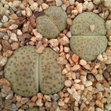 1 Lithops Fulviceps Cv Aurea C363 (cactus Piedra/suculentas)