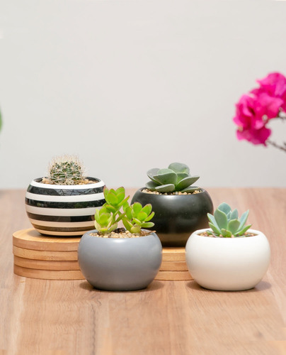 Set 4 Esferas Ceramica, Cactus Y Suculentas