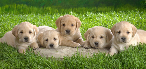 Labrador , Experiencia De Decadas - Area Canina Cachorros