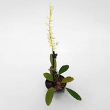 Micro Mini Orquídea Anathallis Rubens Planta Adulta Rara