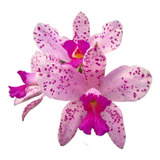 Orquídea Cattleya Amethystoglossa Tipo Adulta - Planta Linda