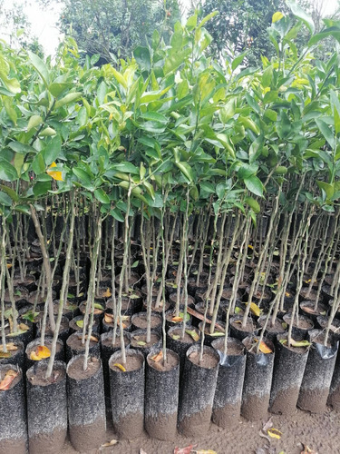 Plantas De Limón Persa Paquete De 50 