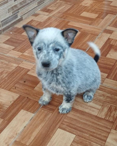 Cachorro Pastor Ganadero Australiano