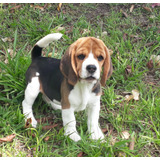 Cachorros Beagle Linea De Registro En Venta Perros Mascotas