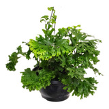 02 Vaso Polypodium Aureum Samambaia Azul Cristata Repolhuda