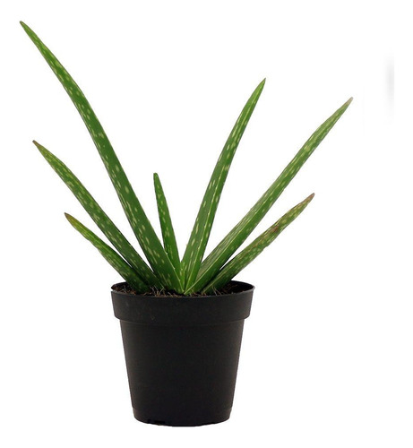 Planta Aloe Vera 15 Cm Sabila De Cultivo Ecologico En Matera