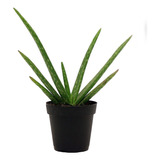 Planta Aloe Vera 15 Cm Sabila De Cultivo Ecologico En Matera