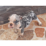 Perros Cachorros Bulldog Ingles Merle Disponibles!!