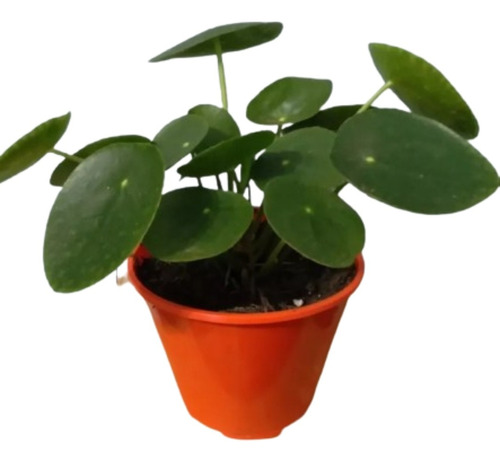 Planta Pilea Peperomioides - Ejemplares De Colección 