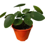 Planta Pilea Peperomioides - Ejemplares De Colección 