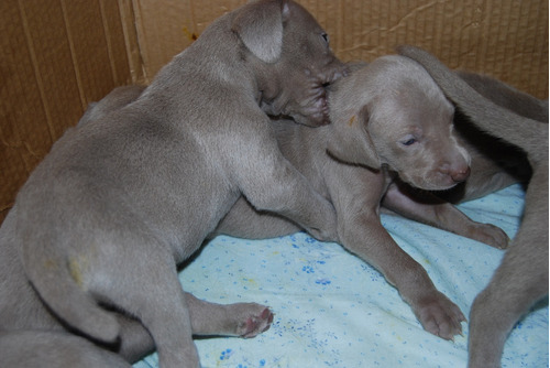 Deliciosobelleza Weimaraner Mascotas De Lujo