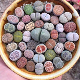 Semillas Lithops Mix Planta Piedra Surtida Variada Rara 