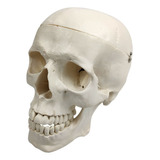 Modelo Anatómico De Cráneo Humano Adulto, Tamaño (7.8 ''