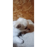 Cachorrito Chihuahua Pelo Largo