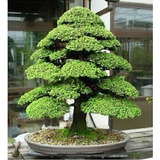 20 Sementes Cryptomeria Japonica Bonsai Cedro Árvore P/ Muda