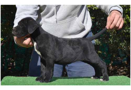 Cachorros Cane Corso 