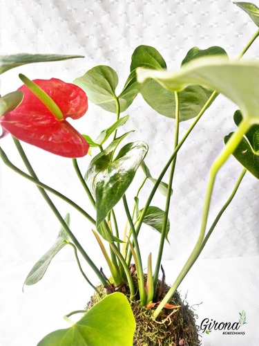 Anthurium (cala Roja) Kokedama