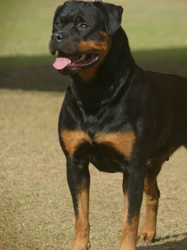 Rottweiler Filhotes Com (60 Dias)frete Gratis