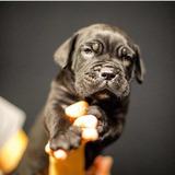 Cachorros Cane Corso Excelente Genética Con Pedigree