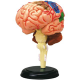 Modelo Anatómico De Cerebro Humano Tedco 4d, Pintado A Mano