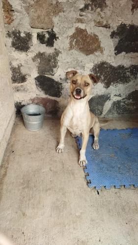 Perrita Criolla En Adopción 