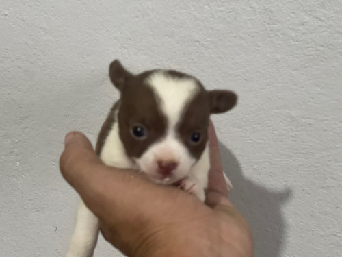 Chihuahua Fêmea Pelo Curto Linda Em Bh