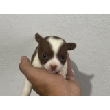 Chihuahua Fêmea Pelo Curto Linda Em Bh