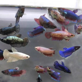 Betta Fêmea 10 Unidades (cores Sortidas)+brinde