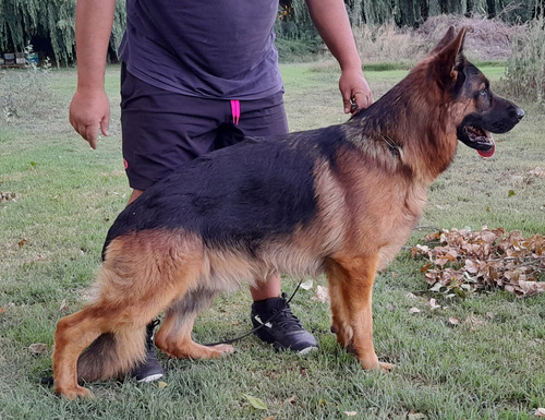 Pastor Aleman Cachorros