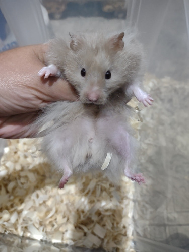 Hamster Sírios