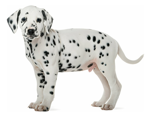 Perros Dalmata Cachorros Dalmatas Puppy Dog Can 