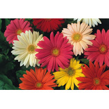 Semillas De Flores Gerbera. Mix Colores