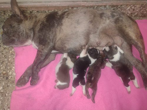 Cachorros Bulldog Francés Vaquitas Y Exóticos Merle