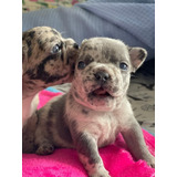 Cachorros Bulldog Francés Merle Exotic Perros En Venta Chía 