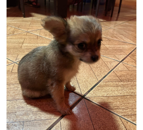 Chihuahua Hembra 