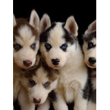 Husky Siberiano  Cachorros