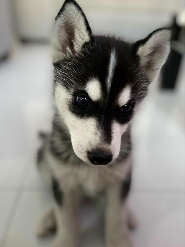 Hermoso Cachorro Husky Siberiano