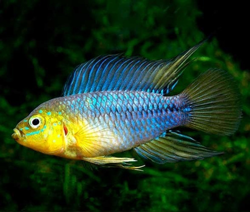 Apistogramma Borelli Opal Criado Casal 2 Cm