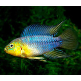 Apistogramma Borelli Opal Criado Casal 2 Cm