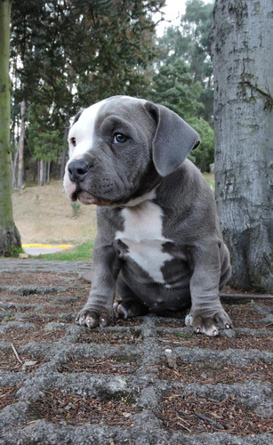 American Bully Hembra Blue 