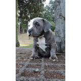 American Bully Hembra Blue 